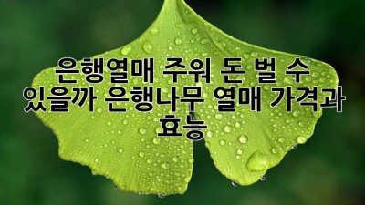 은행열매 주워 돈 벌 수 있을까? 은행나무 열매 가격과 효능